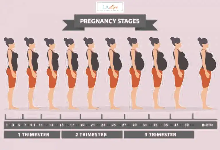 First Trimester (Weeks 1–12): Early Changes You Might Not Notice Kensal Town
